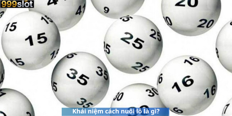 Khái niệm cách nuôi lô là gì?