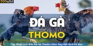 Cập Nhật Lịch Đấu Đá Gà Thomo Hôm Nay Kết Quả Và Kèo