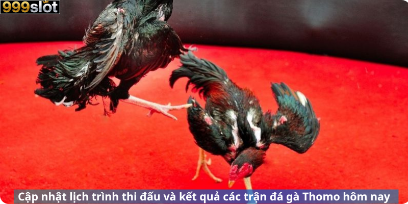 Cập nhật lịch trình thi đấu và kết quả các trận đá gà Thomo hôm nay