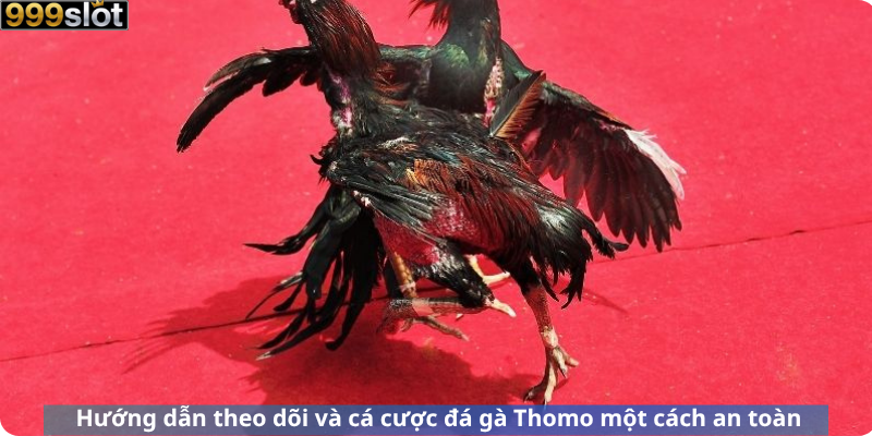 Hướng dẫn theo dõi và cá cược đá gà Thomo một cách an toàn
