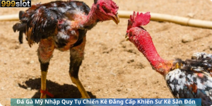 Đá Gà Mỹ Nhập Quy Tụ Chiến Kê Đẳng Cấp Khiến Sư Kê Săn Đón