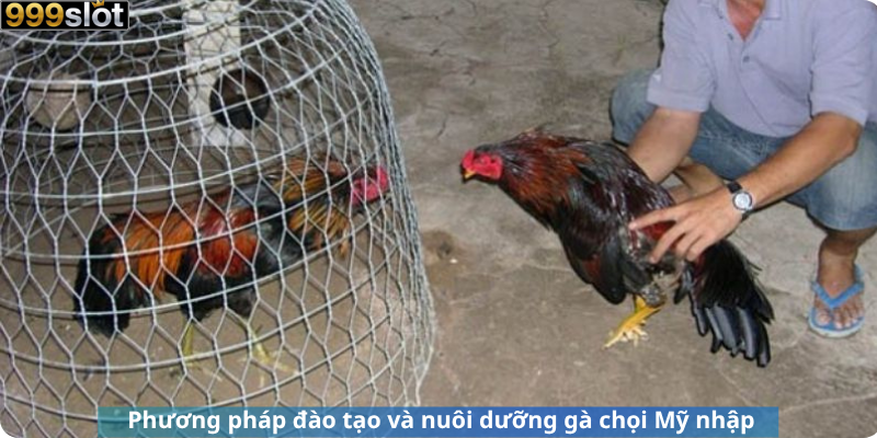 Phương pháp đào tạo và nuôi dưỡng gà chọi Mỹ nhập