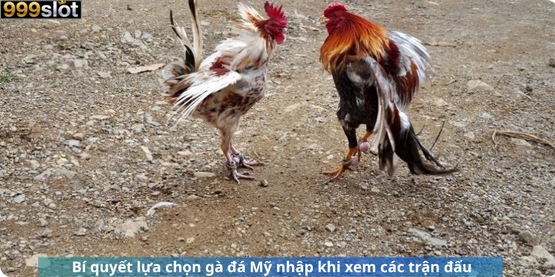 Bí quyết lựa chọn gà đá Mỹ nhập khi xem các trận đấu