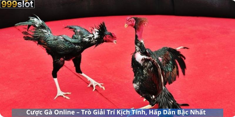 Cược Gà Online – Trò Giải Trí Kịch Tính, Hấp Dẫn Bậc Nhất