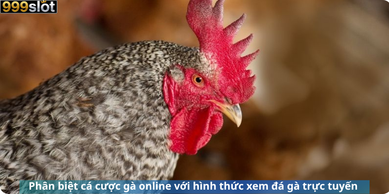 Phân biệt cá cược gà online với hình thức xem đá gà trực tuyến