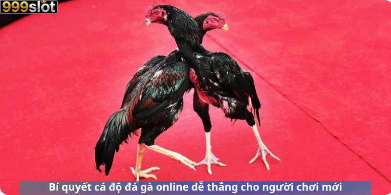 Bí quyết cá độ đá gà online dễ thắng cho người chơi mới