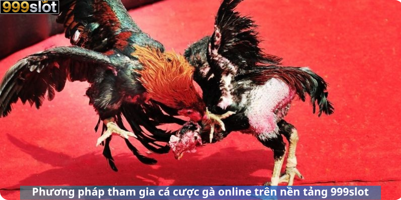 Phương pháp tham gia cá cược gà online trên nền tảng 999slot